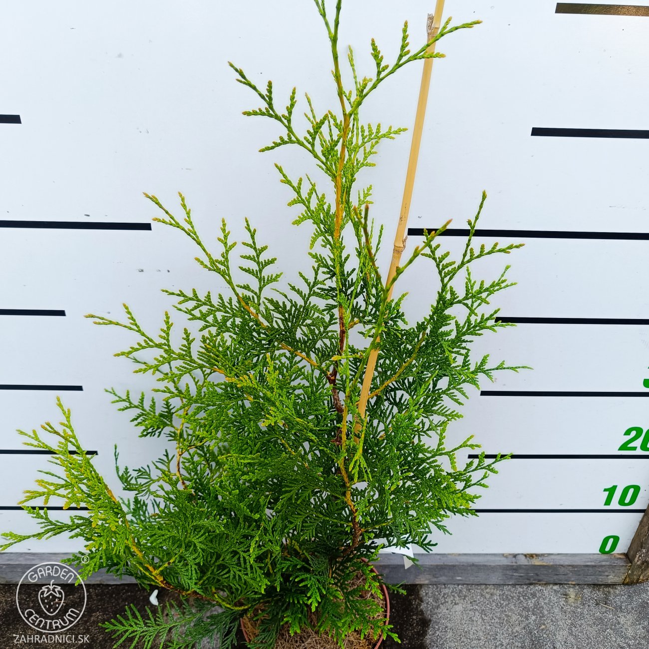 Obrázok Tuja západná (Thuja occidentalis) ´BRABANT´ - výška 50-60 cm, kont. C2L